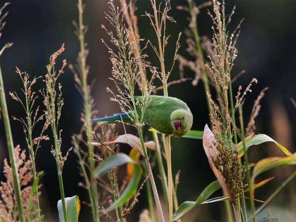 Love letter series: How romantic thinking to build lotus pond