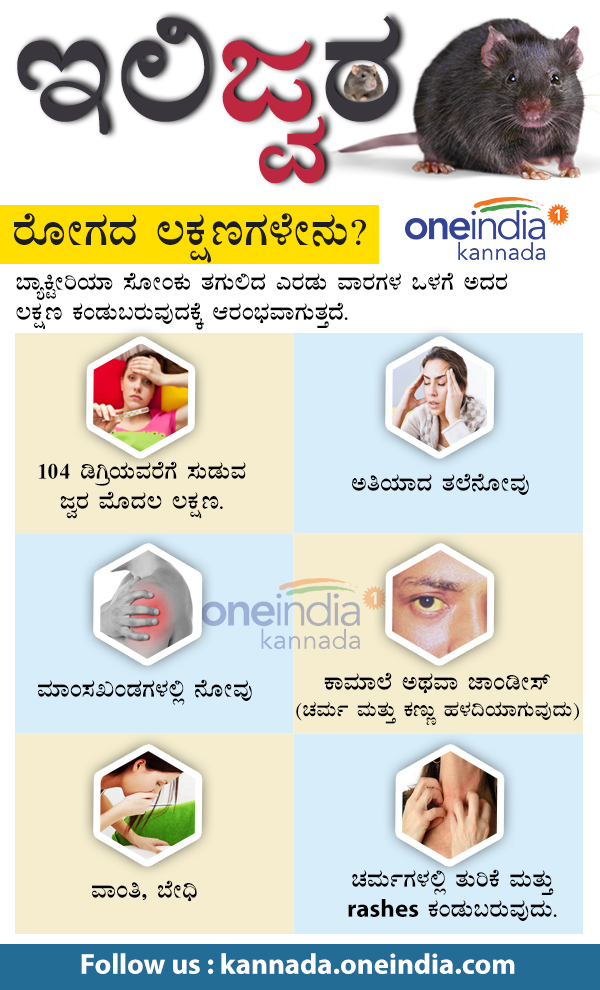 What is Leptospirosis: symptoms, precautionary measures in Infographics