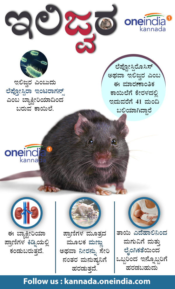 What is Leptospirosis: symptoms, precautionary measures in Infographics