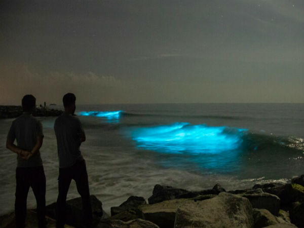 ಮಳೆಗಾಲ ಮುಗಿಯುವಾಗ ಕಾಣುತ್ತದೆ