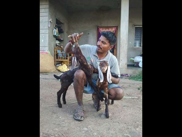 ಜವಾರಿ ನಾಟಿ ಕೋಳಿ ಸಾಕಾಣಿಕೆ 