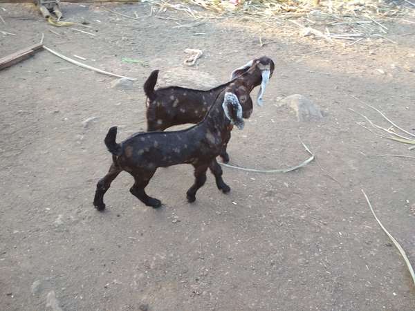 ಆಡು ಸಾಕಾಣಿಕೆಯಿಂದ ನಾಲ್ಕು ಪಟ್ಟು ಆದಾಯ 