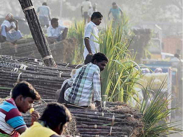 ರೈತರಿಗೆ 13 ಸಾವಿರ ಕೋಟಿ ಕಬ್ಬಿನ ಬಾಕಿ ಉಳಿಕೆ