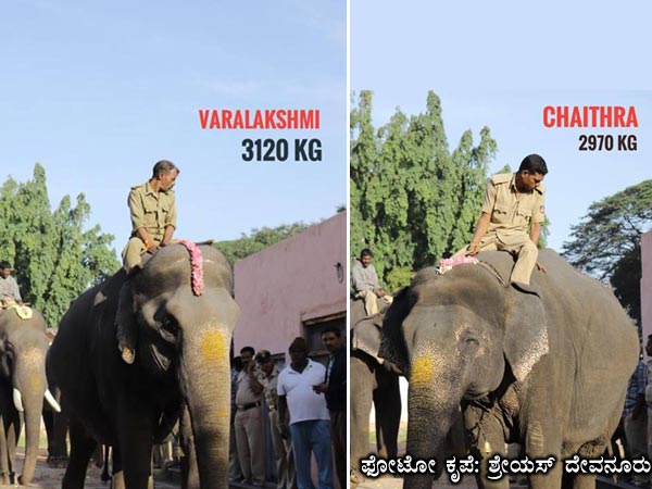 Backdrop of dasara festival weight tested for gajapade in Mysore