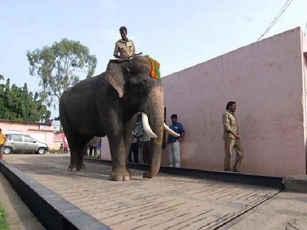  ಮಾವುತ ವಿನು ಹೇಳುವುದೇನು? 