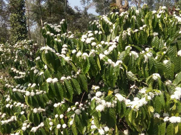  ಕೊಡಗಿನಿಂದ ಪ್ರವಾಸೋದ್ಯಮ'
