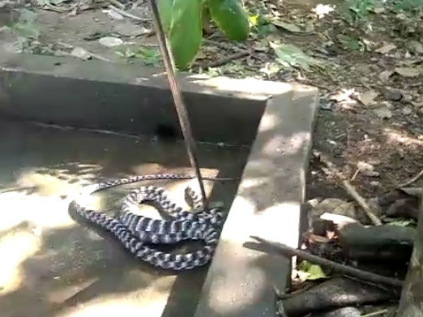 ಆರು ಅಡಿ ಉದ್ದ ಆರು ಅಡಿ ಉದ್ದ