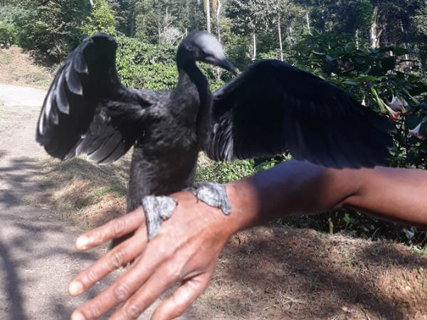 A special friendship between a man and cormorant