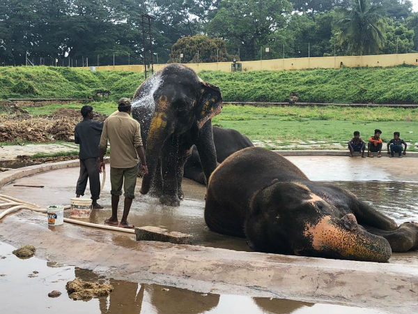 Elephant Arjuna and Team In Relaxing Mood After Jambu Savari in Mysuru