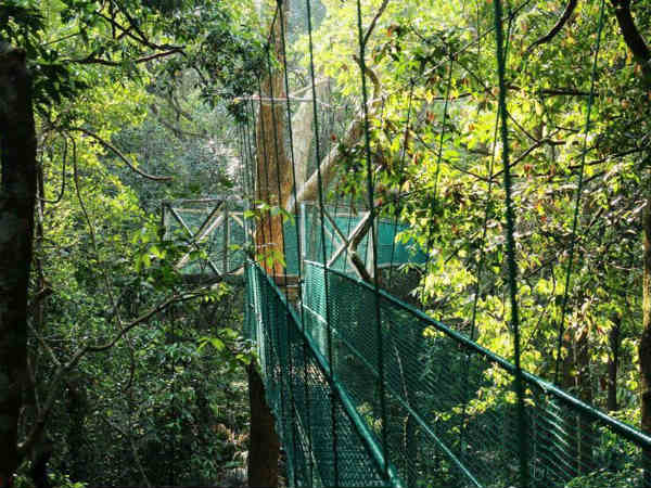 ಕೆನೋಪಿ ವಾಕ್‌ನಲ್ಲಿ ಸಂಚಾರ