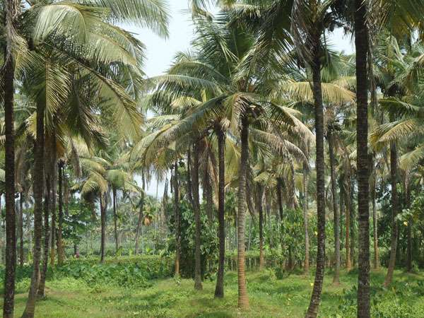 ಮೂಗು ಆಕಾಶ ನೋಡುವಂತೆ ಕತ್ತೆತ್ತಿ ಕುಡಿದೆ