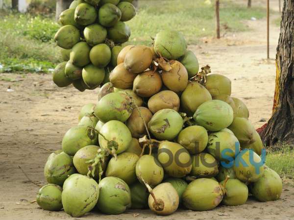 ಶಬ್ದವಿಲ್ಲದೆ ಎಳನೀರು ಕುಡಿದ ವೈದ್ಯನಾಥ