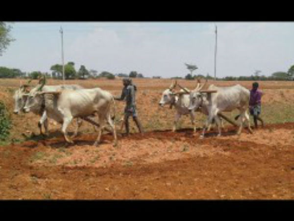  ಗ್ರಾಮಸ್ಥರಲ್ಲಿ ನೆಮ್ಮದಿ, ಸಂತಸ
