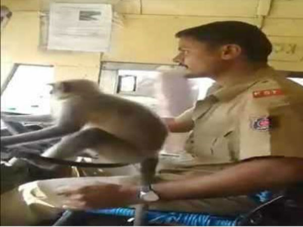 Monkey drives bus, conductor loses job Monkey drives bus, conductor loses job