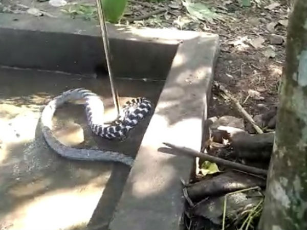 Rare species of snake captured in Dakshina Kannada