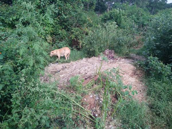  ಕೆರೆಯಲ್ಲಿ ಗಿಡಗಂಟಿಗಳು
