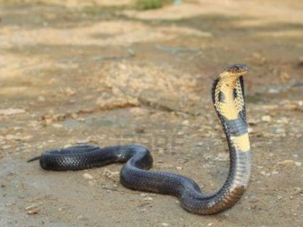 Shocking: In the name of superstition, snake bite kills 5-month-old baby Shocking: In the name of superstition, snake bite kills 5-month-old baby