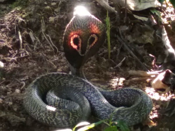 Cobra is splendidly found in a garden of Holemakki village