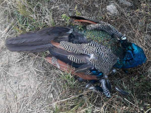 Due to tiger attack Nilgai died on Monday in the Muthodi forest