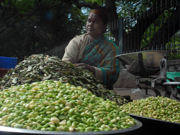  ಅವರೆಕಾಯಿ ದರ್ಶನ