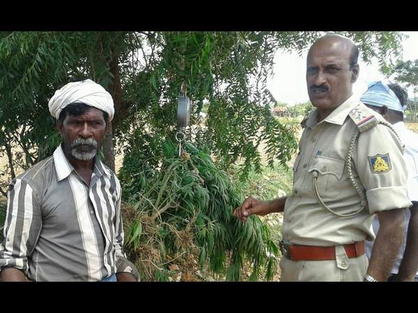  ಮೈಸೂರಿಗೂ ಗಾಂಜಾ ಸರಬರಾಜು 