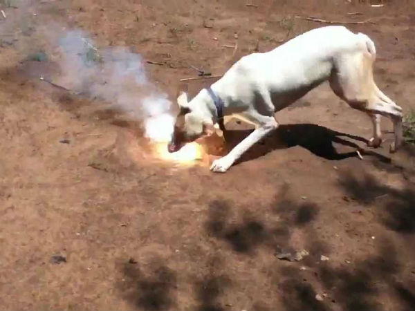  ಶೇ.2ರಷ್ಟು ನಾಯಿಗಳು ಶಬ್ದಕ್ಕೆ ಒಗ್ಗಿಕೊಂಡಿರುತ್ತವೆ 