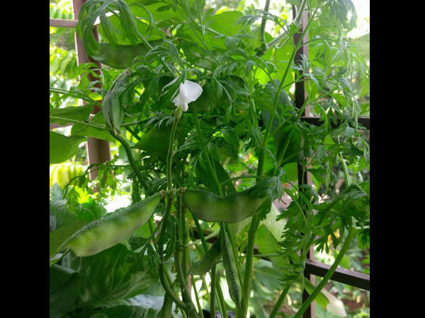  ನಾಟಿ ಅವರೆಯ ರುಚಿ ಚೆನ್ನ 