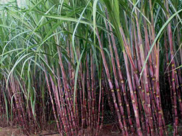 ಬೆಂಬಲ ಬೆಲೆ ವ್ಯತ್ಯಾಸ ಅನಿವಾರ್ಯ 