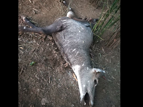 Due to tiger attack Nilgai died on Monday in the Muthodi forest