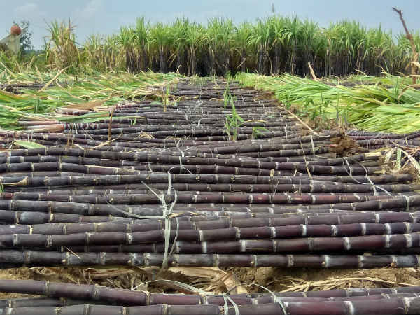ಪ್ರಭಾವಿಗಳ ಕೈಯಲ್ಲಿ ಕಾರ್ಖಾನೆ 