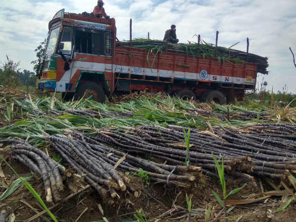 ಬಾಕಿ ಮೊತ್ತವೂ ಬೆಳೆಗಾರರಿಗೆ ದಕ್ಕಿಲ್ಲ 