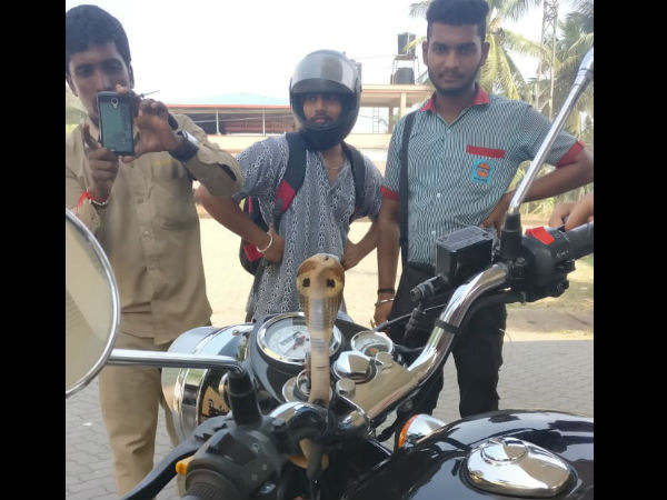 Snake hiding inside bike 