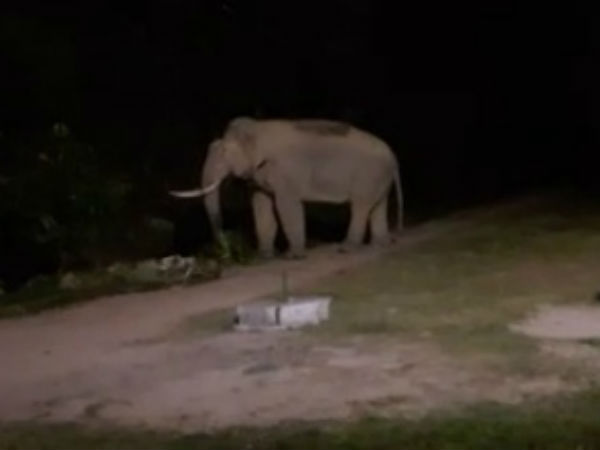 Elephant found near Charmadi dam at Belthangady