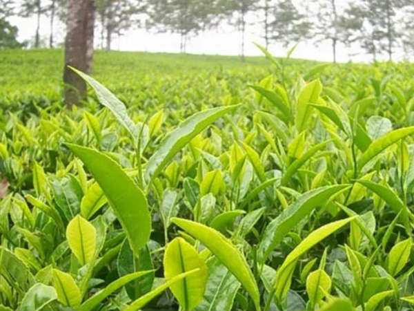 2 ಹಂತದ ನಮೂದು ಪ್ರಕ್ರಿಯೆ ನ.25ರೊಳಗೆ ಮುಗಿಯಬೇಕು 