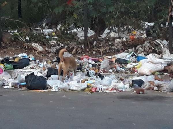 ಮಾಸ್ತಿ ಪ್ರತಿಷ್ಠಾನದ ಮುಂದೆ ಕಸದ ರಾಶಿ