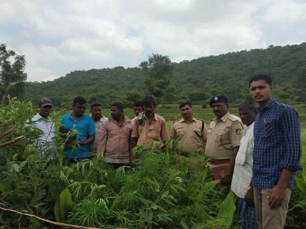 Ganja cultivators were arrested in Hanur 