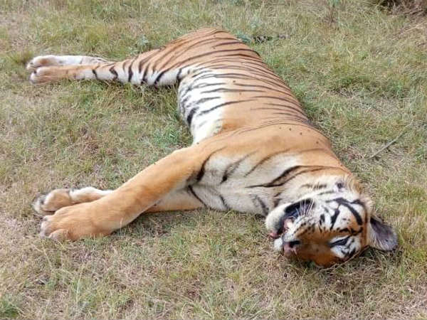 Wild Elephants are found in the Gopalaswamy hill zone