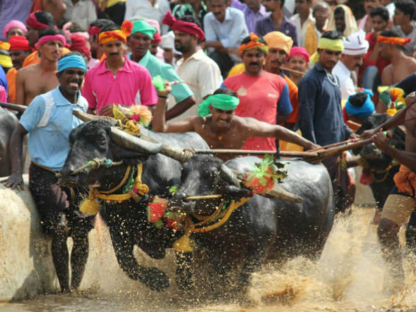 Koti Chennaya Kambala going to start on December 01 Koti Chennaya Kambala going to start on December 01