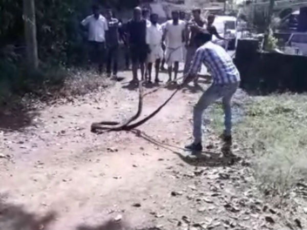 15 foot long King cobra captured in Karkala 15 foot long King cobra captured in Karkala