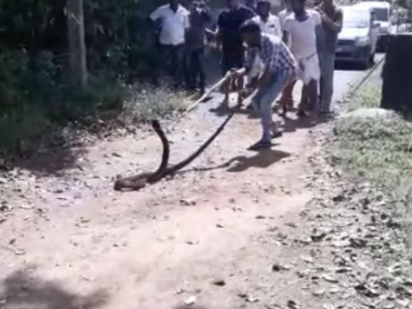 15 foot long King cobra captured in Karkala 15 foot long King cobra captured in Karkala