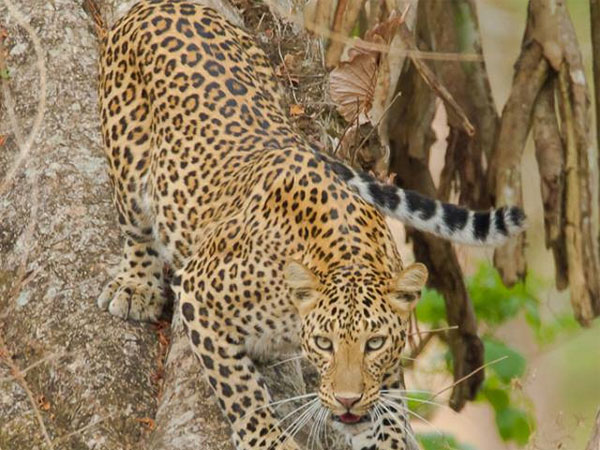 Leopard is coming back to the villages