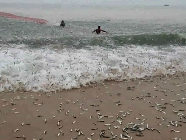 Fish harvesting again at Kundapura Kodi beach 