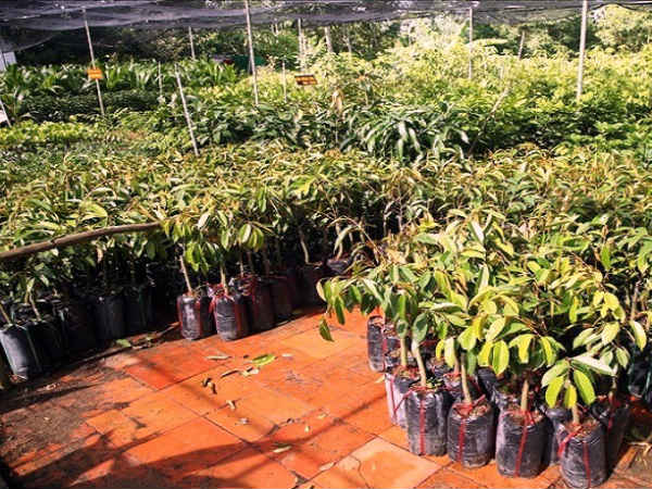 Green Sunday will celebrate in Mangalore church
