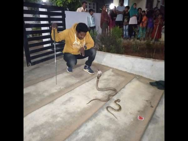 Indian cobra swallowed Russells viper sanke Indian cobra swallowed Russells viper sanke