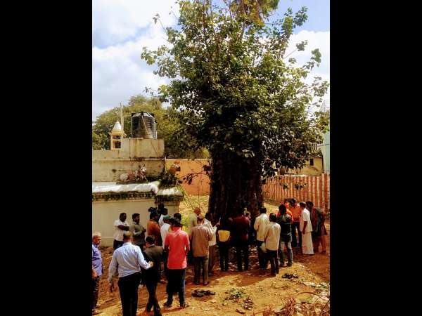 Spl DC ensures tree safety following citizens effort