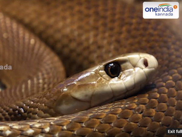 ಕನಸಿನಲ್ಲಿ ಹಾವು ಕಾಣಿಸಿಕೊಂಡರೆ ಏನು ಅರ್ಥ? 