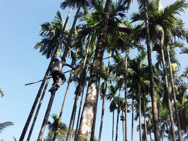 252 ಕೋಟಿ ರೂ. ನಷ್ಟ