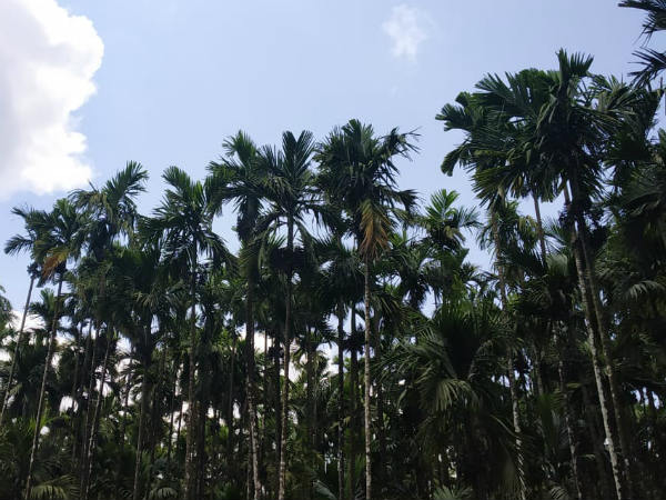 ಒಂದು ಹೆಕ್ಟೇರ್‌ಗೆ 2000 ರೂ