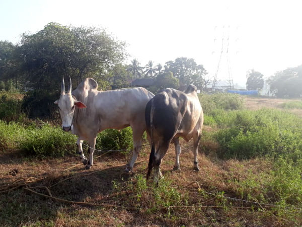 Hindu organaisations refused to adopt of cows