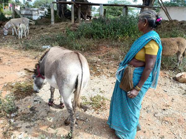 ಐದು ಕತ್ತೆಯಿಂದ ಕಾಲು ಲೀಟರ್ ಹಾಲು ಹಿಂಡುತ್ತಾರೆ ಐದು ಕತ್ತೆಯಿಂದ ಕಾಲು ಲೀಟರ್ ಹಾಲು ಹಿಂಡುತ್ತಾರೆ